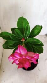 Planta Dobrada 2929 – 30cm – 02 anos - Imagem 4