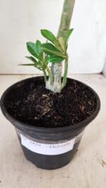 Planta Dobrada 2929 – 30cm – 02 anos - Imagem 7