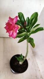 Planta Dobrada 2929 – 30cm – 02 anos - Imagem 5