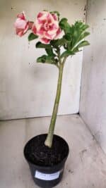 Planta Dobrada 2930 – 30cm – 02 anos - Imagem 2