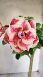 Planta Dobrada 2930 – 30cm – 02 anos