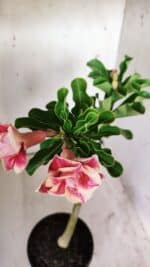 Planta Dobrada 2930 – 30cm – 02 anos - Imagem 7