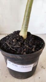 Planta Dobrada 2930 – 30cm – 02 anos - Imagem 6