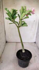 Planta Dobrada 2930 – 30cm – 02 anos - Imagem 5