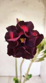 Planta Dobrada 2931 – 35cm – 03 anos