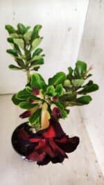 Planta Dobrada 2931 – 35cm – 03 anos - Imagem 5