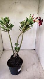 Planta Dobrada 2931 – 35cm – 03 anos - Imagem 7