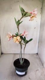 Planta Dobrada 2932 – 30cm – 02 anos - Imagem 2