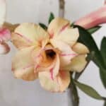 Planta Dobrada 2932 – 30cm – 02 anos