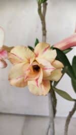 Planta Dobrada 2932 – 30cm – 02 anos