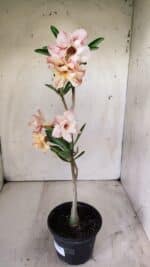 Planta Dobrada 2932 – 30cm – 02 anos - Imagem 5