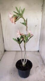 Planta Dobrada 2932 – 30cm – 02 anos - Imagem 4