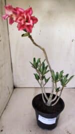 Planta Dobrada 2933 – 30cm – 02 anos - Imagem 2