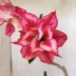 Planta Dobrada 2933 – 30cm – 02 anos