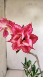 Planta Dobrada 2933 – 30cm – 02 anos