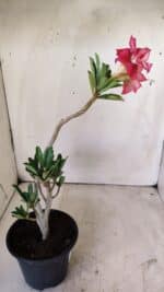 Planta Dobrada 2933 – 30cm – 02 anos - Imagem 6