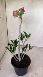 Planta Dobrada 2933 – 30cm – 02 anos - Imagem 5
