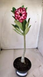 Planta Dobrada 2934 – 30cm – 02 anos - Imagem 2