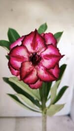 Planta Dobrada 2934 – 30cm – 02 anos