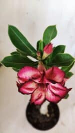 Planta Dobrada 2934 – 30cm – 02 anos - Imagem 4