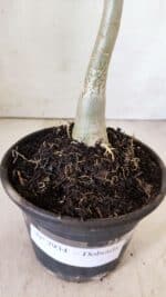 Planta Dobrada 2934 – 30cm – 02 anos - Imagem 6