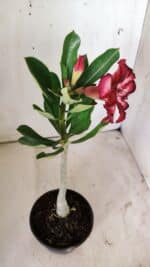 Planta Dobrada 2934 – 30cm – 02 anos - Imagem 5