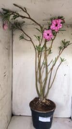 Planta Dobrada 2935 – 60cm – 05 anos - Imagem 2