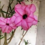 Planta Dobrada 2935 – 60cm – 05 anos