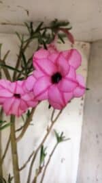 Planta Dobrada 2935 – 60cm – 05 anos