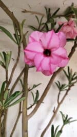 Planta Dobrada 2935 – 60cm – 05 anos - Imagem 4