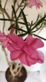 Planta Dobrada 2935 – 60cm – 05 anos - Imagem 5