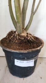 Planta Dobrada 2935 – 60cm – 05 anos - Imagem 10