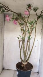 Planta Dobrada 2935 – 60cm – 05 anos - Imagem 7