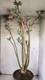 Planta Dobrada 2935 – 60cm – 05 anos - Imagem 8