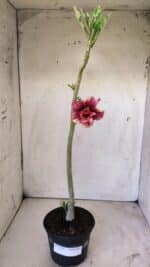 Planta Dobrada 2936 – 30cm – 02 anos - Imagem 2