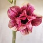 Planta Dobrada 2936 – 30cm – 02 anos