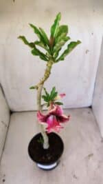 Planta Dobrada 2936 – 30cm – 02 anos - Imagem 6