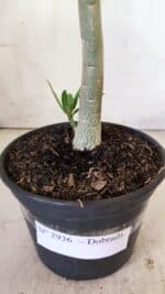 Planta Dobrada 2936 – 30cm – 02 anos - Imagem 5