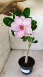 Planta Dobrada 2937 – 30cm – 02 anos - Imagem 2