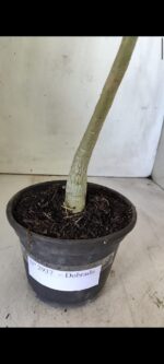 Planta Dobrada 2937 – 30cm – 02 anos - Imagem 5