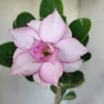 Planta Dobrada 2937 – 30cm – 02 anos