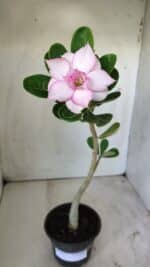 Planta Dobrada 2937 – 30cm – 02 anos - Imagem 4