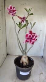 Planta Dobrada 2938 – 40cm – 03 anos - Imagem 2