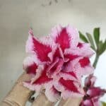 Planta Dobrada 2938 – 40cm – 03 anos