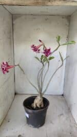 Planta Dobrada 2938 – 40cm – 03 anos - Imagem 6