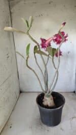 Planta Dobrada 2938 – 40cm – 03 anos - Imagem 5