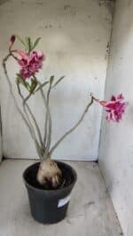 Planta Dobrada 2938 – 40cm – 03 anos - Imagem 4