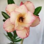 Planta Dobrada 2939 – 35cm – 03 anos