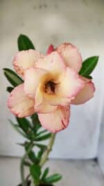 Planta Dobrada 2939 – 35cm – 03 anos