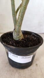 Planta Dobrada 2939 – 35cm – 03 anos - Imagem 7